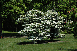 Summer Snowflake Doublefile Viburnum (Viburnum plicatum 'Summer Snowflake') at Garden Treasures