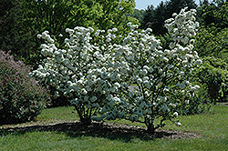 Chinese Snowball Viburnum (Viburnum macrocephalum) at Garden Treasures