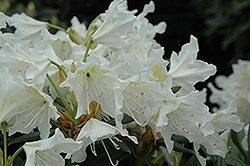 Cunningham White Rhododendron (Rhododendron 'Cunningham White') at Garden Treasures