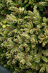 Tom Thumb Oriental Spruce (Picea orientalis 'Tom Thumb') at Garden Treasures
