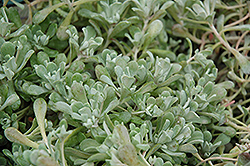 Cape Blanco Stonecrop (Sedum spathulifolium 'Cape Blanco') at Garden Treasures
