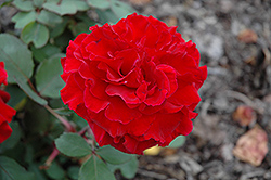 Love's Promise Rose (Rosa 'Love's Promise') at Garden Treasures