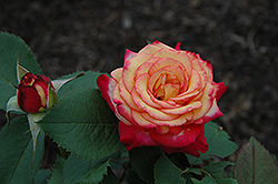 Mardi Gras Rose (Rosa 'Mardi Gras') at Garden Treasures