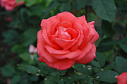Tropicana Rose (Rosa 'Tropicana') at Garden Treasures