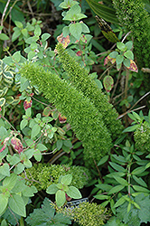 Asparagus Fern (Asparagus densiflorus) at Garden Treasures