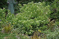 White Heliotrope (Heliotropium arborescens 'Album') at Garden Treasures