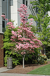 Cherokee Brave Flowering Dogwood (Cornus florida 'Cherokee Brave') at Garden Treasures