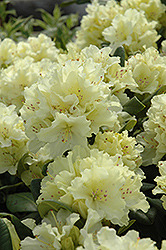 Capistrano Rhododendron (Rhododendron 'Capistrano') at Garden Treasures