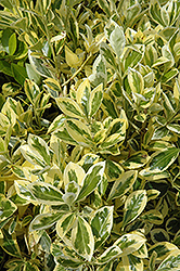 Silver King Euonymus (Euonymus japonicus 'Silver King') at Garden Treasures