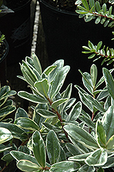 Variegated Hebe (Hebe speciosa 'Variegata') at Garden Treasures