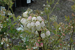 Duke Blueberry (Vaccinium corymbosum 'Duke') at Garden Treasures