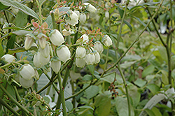 Bluecrop Blueberry (Vaccinium corymbosum 'Bluecrop') at Garden Treasures