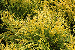 Golden Mop Falsecypress (Chamaecyparis pisifera 'Golden Mop') at Garden Treasures