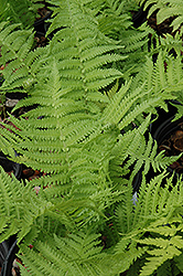 The King Ostrich Fern (Matteuccia 'The King') at Garden Treasures