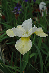 Butter And Sugar Siberian Iris (Iris sibirica 'Butter And Sugar') at Garden Treasures