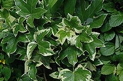 Bush Ivy (Fatshedera x lizei 'Angyo Star') at Garden Treasures