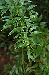 Alexandrian Laurel (Danae racemosa) at Garden Treasures