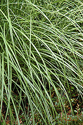 Little Kitten Dwarf Maiden Grass (Miscanthus sinensis 'Little Kitten') at Garden Treasures
