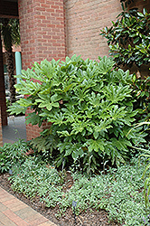 Japanese Fatsia (Fatsia japonica) at Garden Treasures