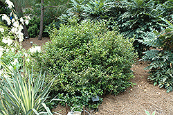 Fragrant Sweet Box (Sarcococca ruscifolia) at Garden Treasures