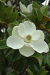 Bracken's Brown Beauty Magnolia (Magnolia grandiflora 'Bracken's Brown Beauty') at Garden Treasures