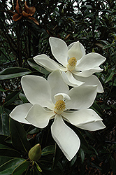 Little Gem Magnolia (Magnolia grandiflora 'Little Gem') at Garden Treasures