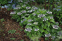 Twist-n-Shout Hydrangea (Hydrangea macrophylla 'PIIHM-I') at Garden Treasures