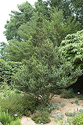 Green Dragon Japanese Holly (Ilex crenata 'Green Dragon') at Garden Treasures