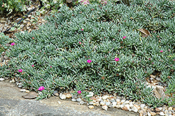 Shrubby Ice Plant (Ruschia pulvinaris) at Garden Treasures