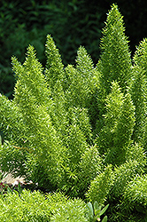 Foxtail Fern (Asparagus meyeri) at Garden Treasures