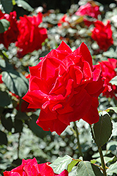 Chrysler Imperial Rose (Rosa 'Chrysler Imperial') at Garden Treasures