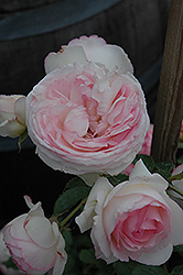 Eden Climber Rose (Rosa 'Meiviolin') at Garden Treasures