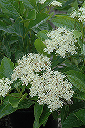 Brandywine Viburnum (Viburnum nudum 'Bulk') at Garden Treasures