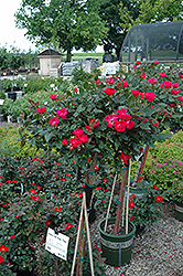 Knock Out Rose Tree (Rosa 'Radrazz') at Garden Treasures