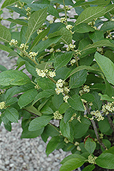 Southern Gentleman Winterberry (Ilex verticillata 'Southern Gentleman') at Garden Treasures