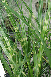 Porcupine Grass (Miscanthus sinensis 'Porcupine') at Garden Treasures