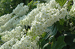 Snowflake Hydrangea (Hydrangea quercifolia 'Snowflake') at Garden Treasures