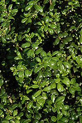 Chesapeake Japanese Holly (Ilex crenata 'Chesapeake') at Garden Treasures
