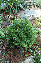 Bonsai Japanese Pieris (Pieris japonica 'Bonsai') at Garden Treasures