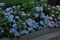 Nikko Blue Hydrangea (Hydrangea macrophylla 'Nikko Blue') at Garden Treasures