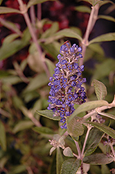 Flutterby Petite Blue Heaven Butterfly Bush (Buddleia 'Podaras 8') at Garden Treasures