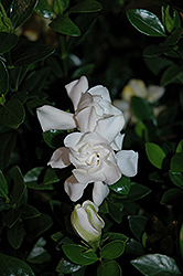 Jubilation Gardenia (Gardenia jasminoides 'Leeone') at Garden Treasures