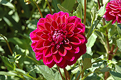 Boogie Nights Dahlia (Dahlia 'Boogie Nights') at Garden Treasures