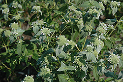 Short Toothed Mountain Mint (Pycnanthemum muticum) at Garden Treasures