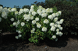 Phantom Hydrangea (Hydrangea paniculata 'Phantom') at Garden Treasures