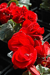 Solenia Velvet Red Begonia (Begonia x hiemalis 'Solenia Velvet Red') at Garden Treasures