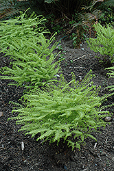 Western Maidenhair Fern (Adiantum aleuticum) at Garden Treasures