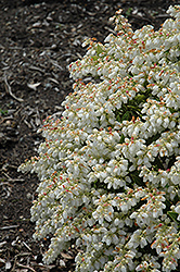 Prelude Japanese Pieris (Pieris japonica 'Prelude') at Garden Treasures
