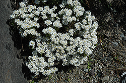 Snowflake Candytuft (Iberis sempervirens 'Snowflake') at Garden Treasures