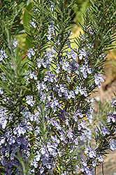 Rosemary (Rosmarinus officinalis) at Garden Treasures